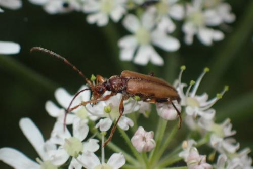 Réf. 286 640 : Pidonia lurida